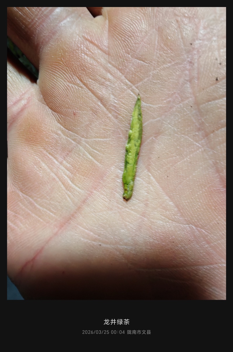 陇南绿茶，马家山龙井四十三，老茶客，私人订制，不做供应商