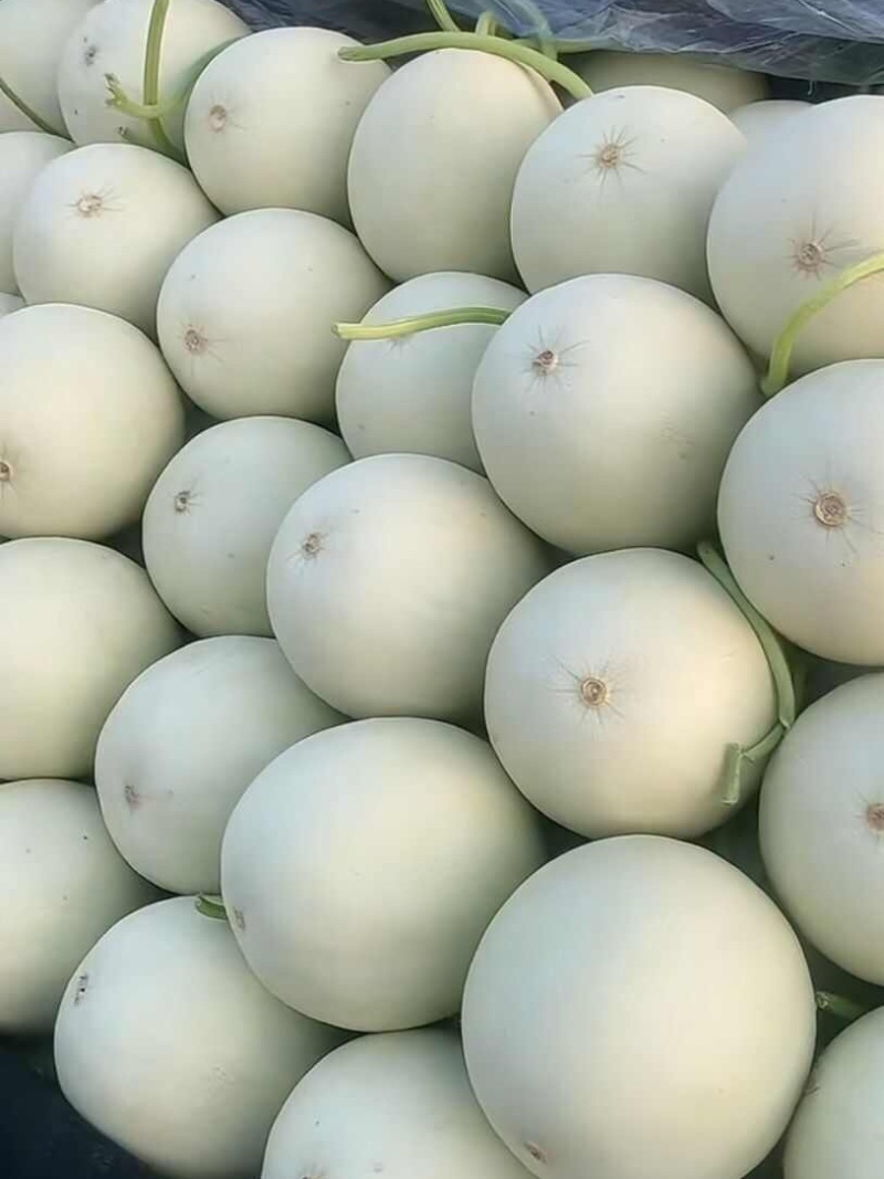 【实力推荐】玉菇甜瓜产地直销量大质优价格优惠欢迎采购