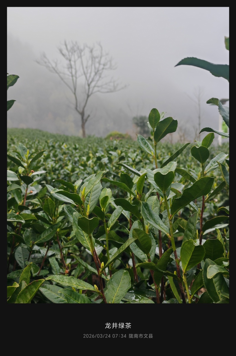 陇南绿茶，马家山龙井四十三，老茶客，私人订制，不做供应商