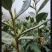 陇南绿茶，马家山龙井四十三，老茶客，私人订制，不做供应商