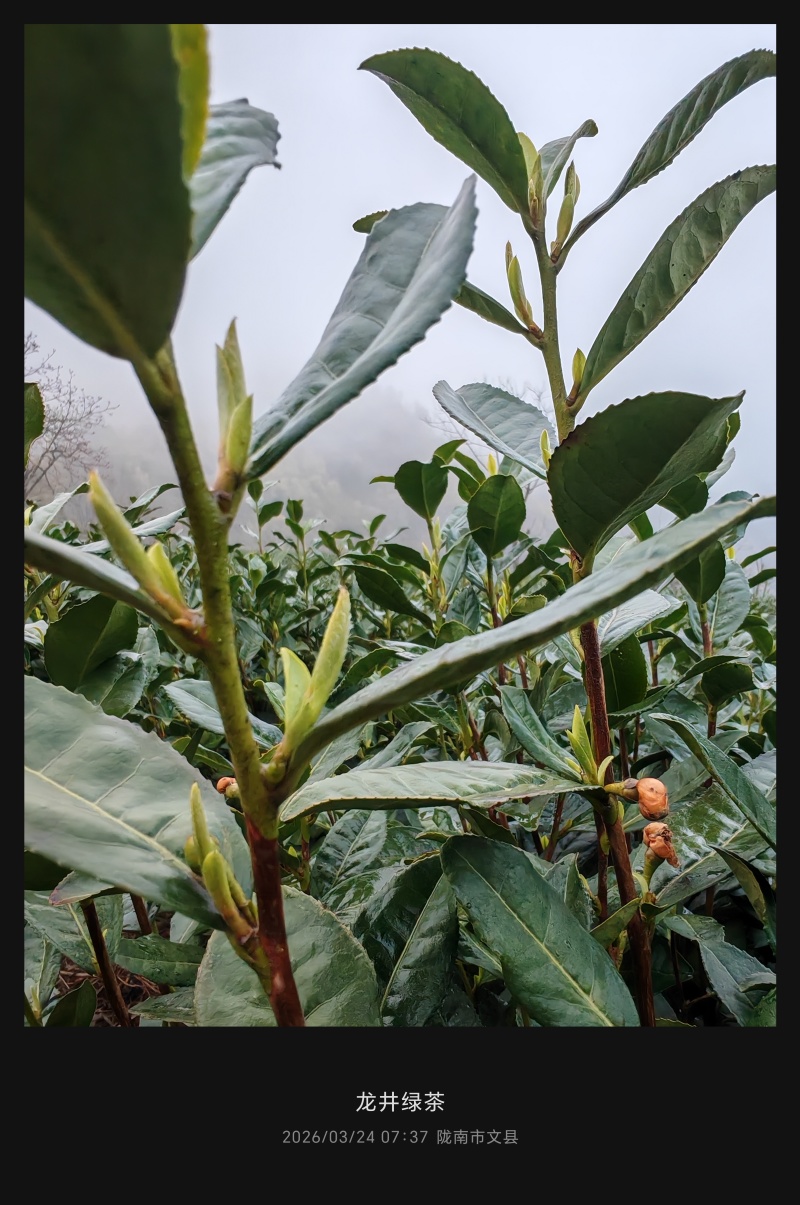 陇南绿茶，马家山龙井四十三，老茶客，私人订制，不做供应商