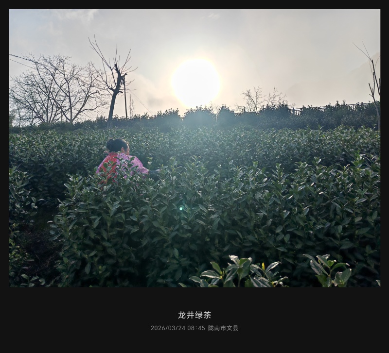 陇南绿茶，马家山龙井四十三，老茶客，私人订制，不做供应商