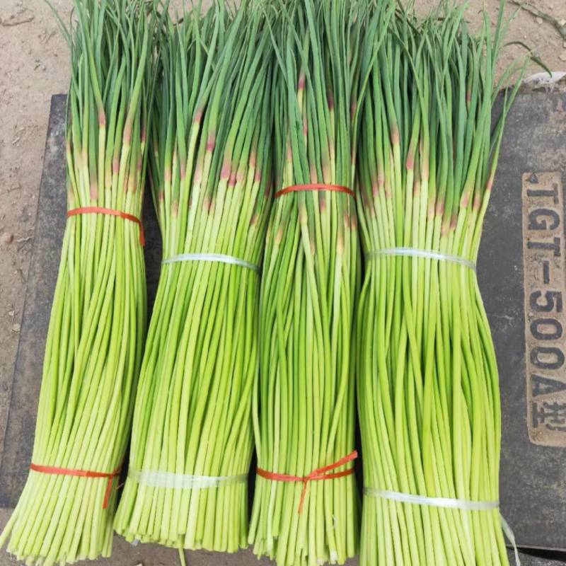 开封精品红帽蒜苔产地直发质量三包直发全国对接电商