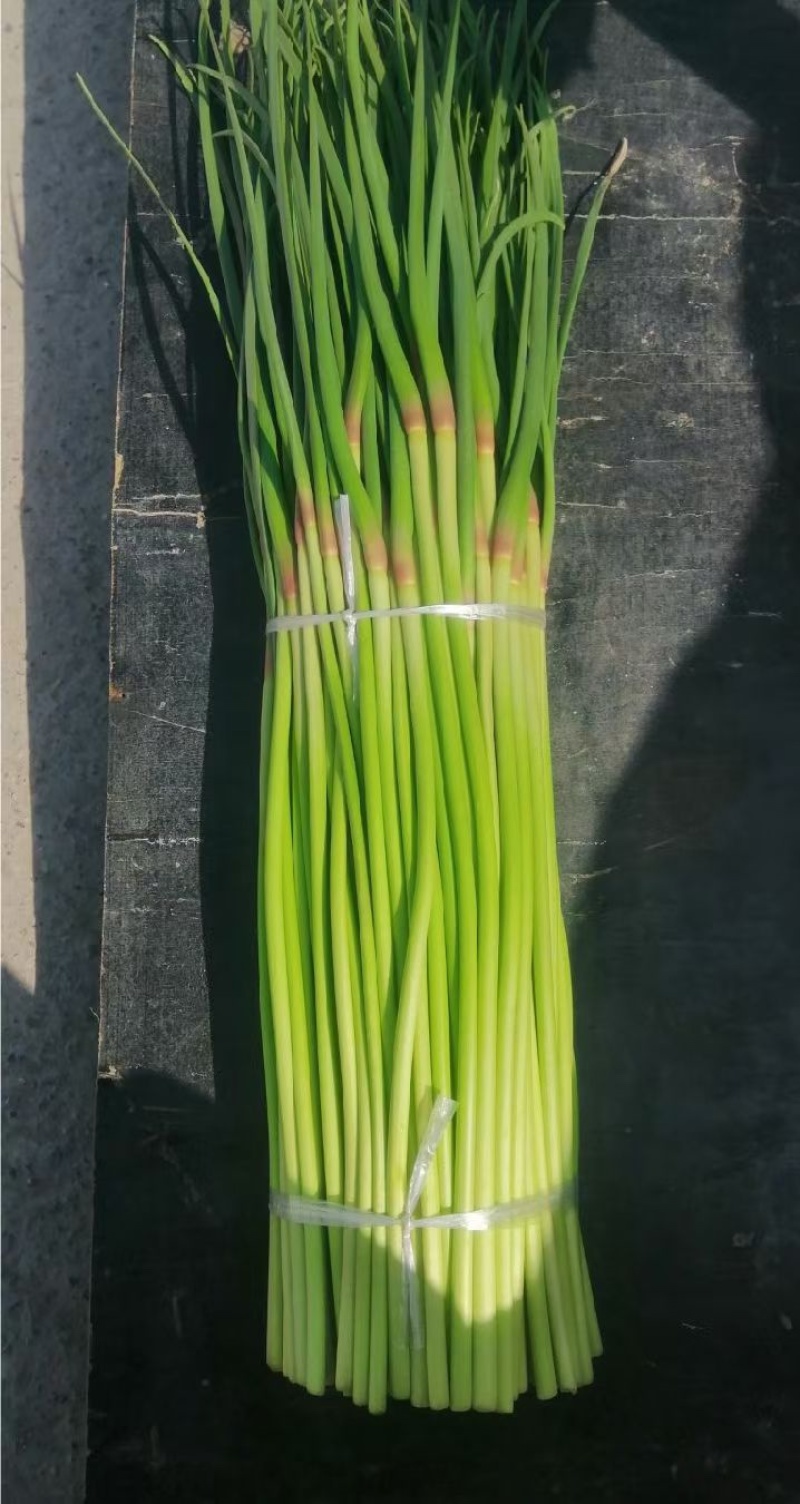 开封精品红帽蒜苔产地直发质量三包直发全国对接电商