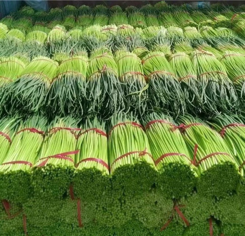 开封精品红帽蒜苔产地直发质量三包直发全国对接电商