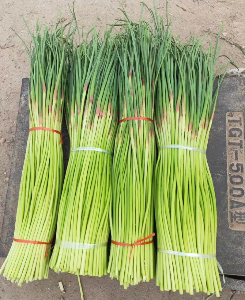 开封精品红帽蒜苔产地直发质量三包直发全国对接电商