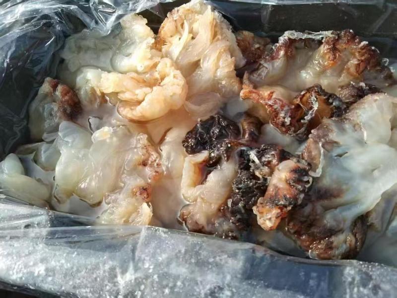 沙蛰头海蜇头货源充足常年供货品质保证欢迎联系