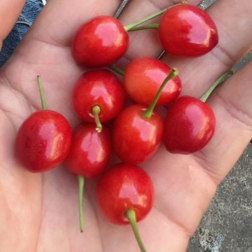 玛瑙红樱桃
