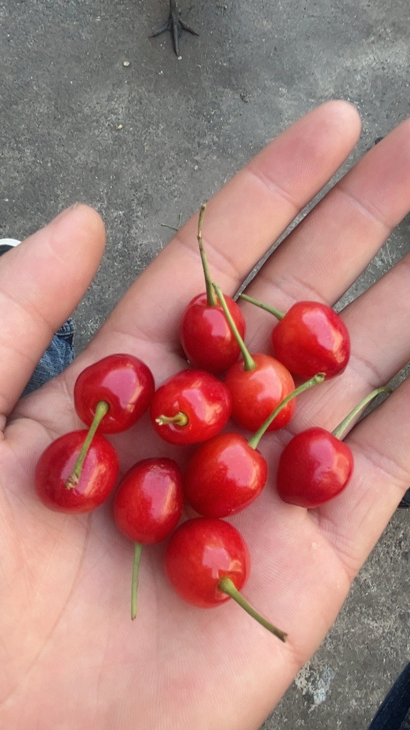 玛瑙红樱桃