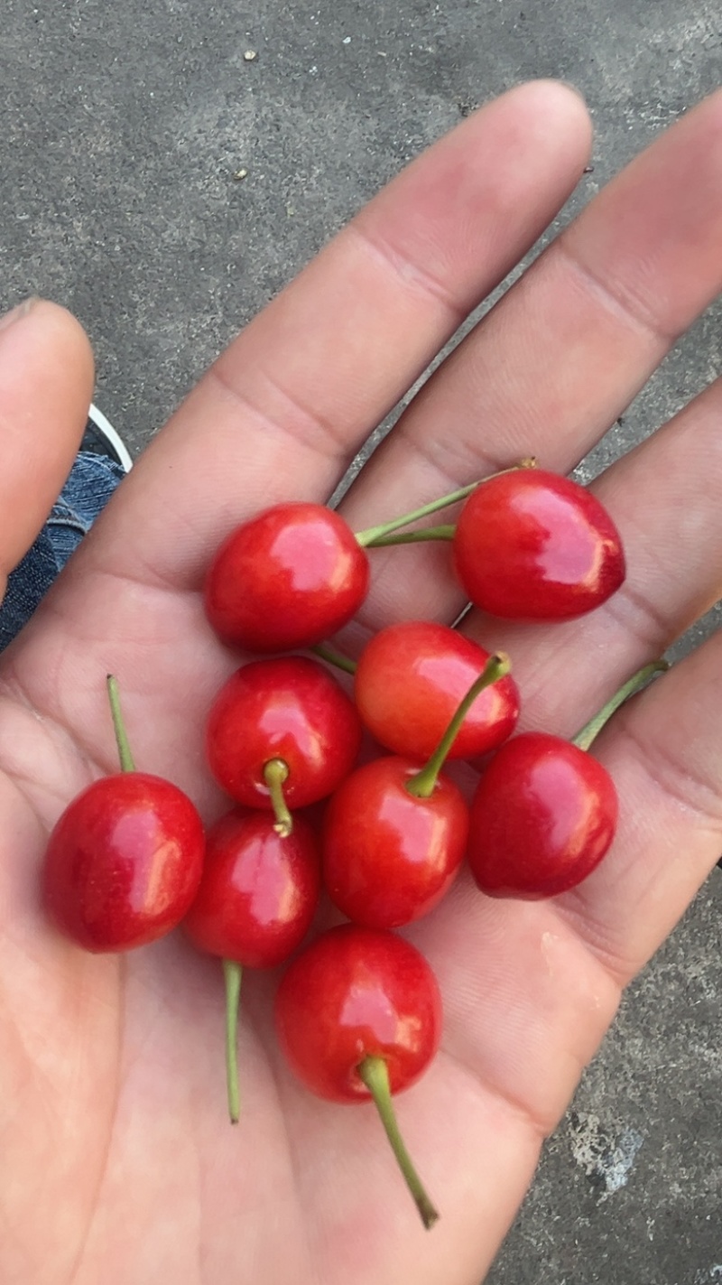 玛瑙红樱桃