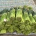 开封精品红帽蒜苔产地直发质量三包直发全国对接电商