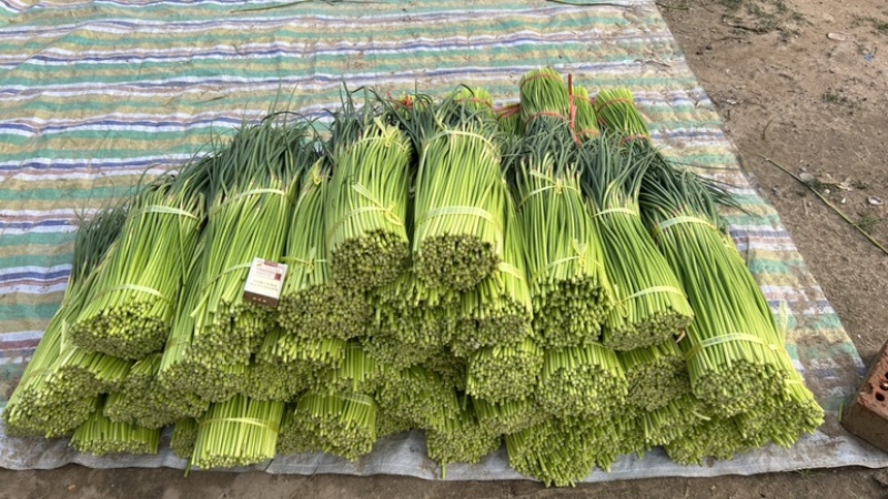 开封精品红帽蒜苔产地直发质量三包直发全国对接电商
