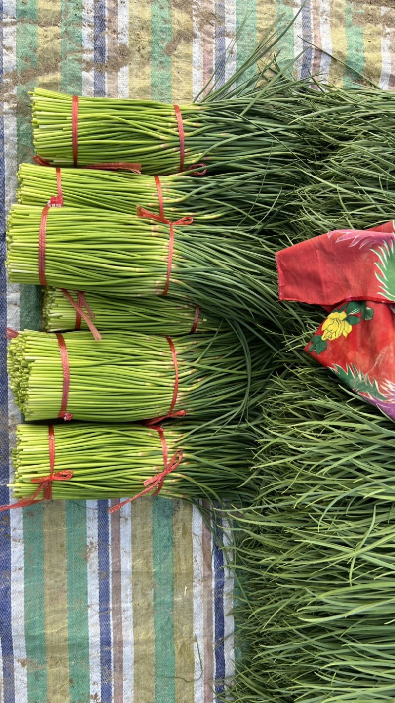 开封精品红帽蒜苔产地直发质量三包直发全国对接电商