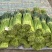 开封精品红帽蒜苔产地直发质量三包直发全国对接电商
