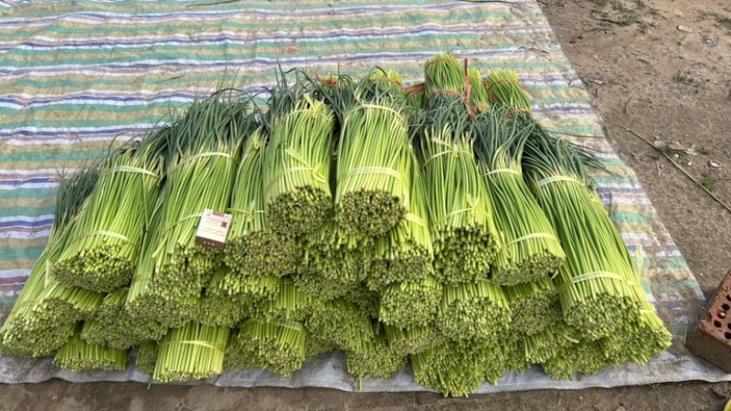 开封精品红帽蒜苔产地直发质量三包直发全国对接电商