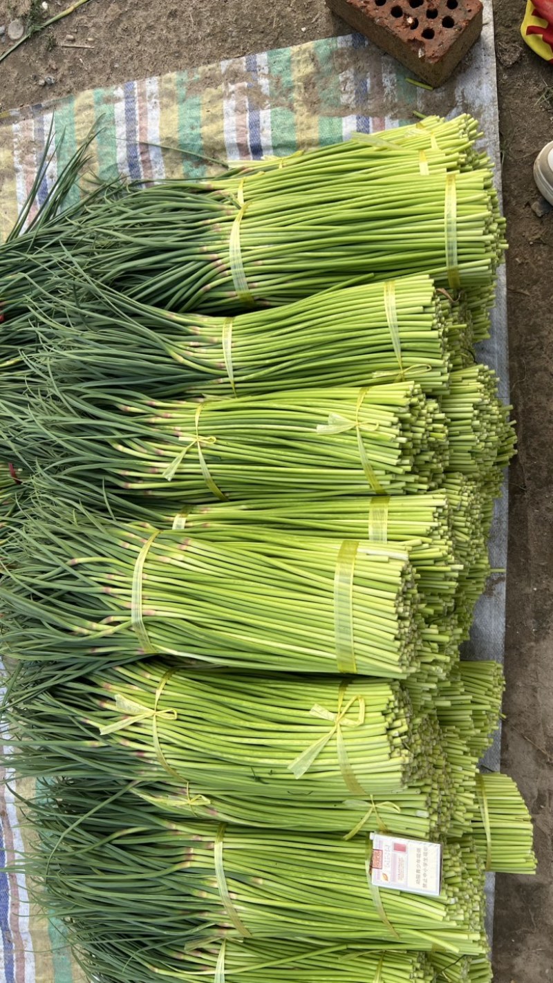 开封精品红帽蒜苔产地直发质量三包直发全国对接电商