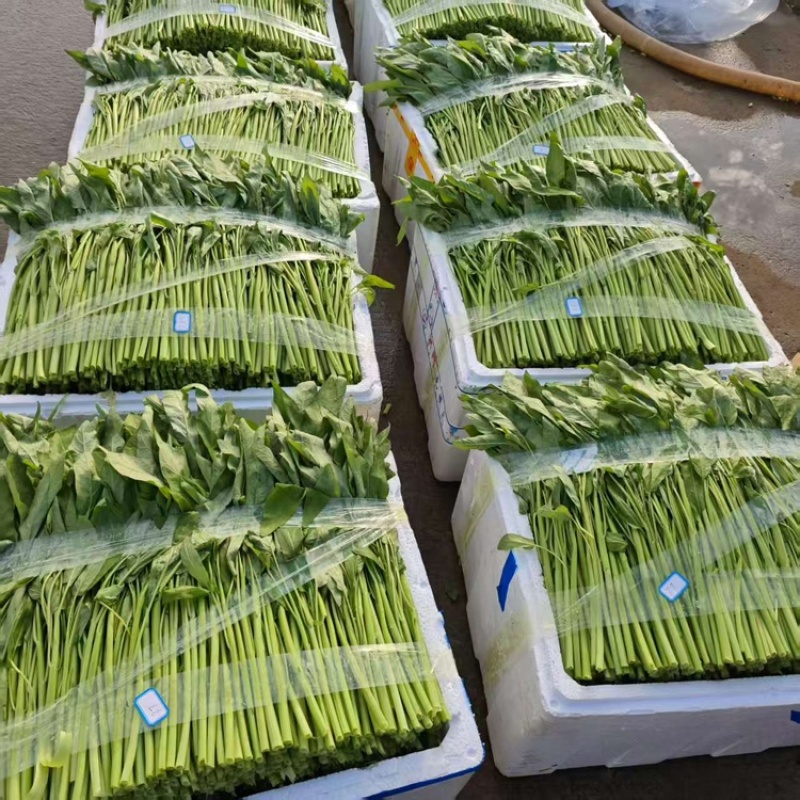 泡沫箱空心菜，产地直发，大量有货，欢迎各位老板咨询采购