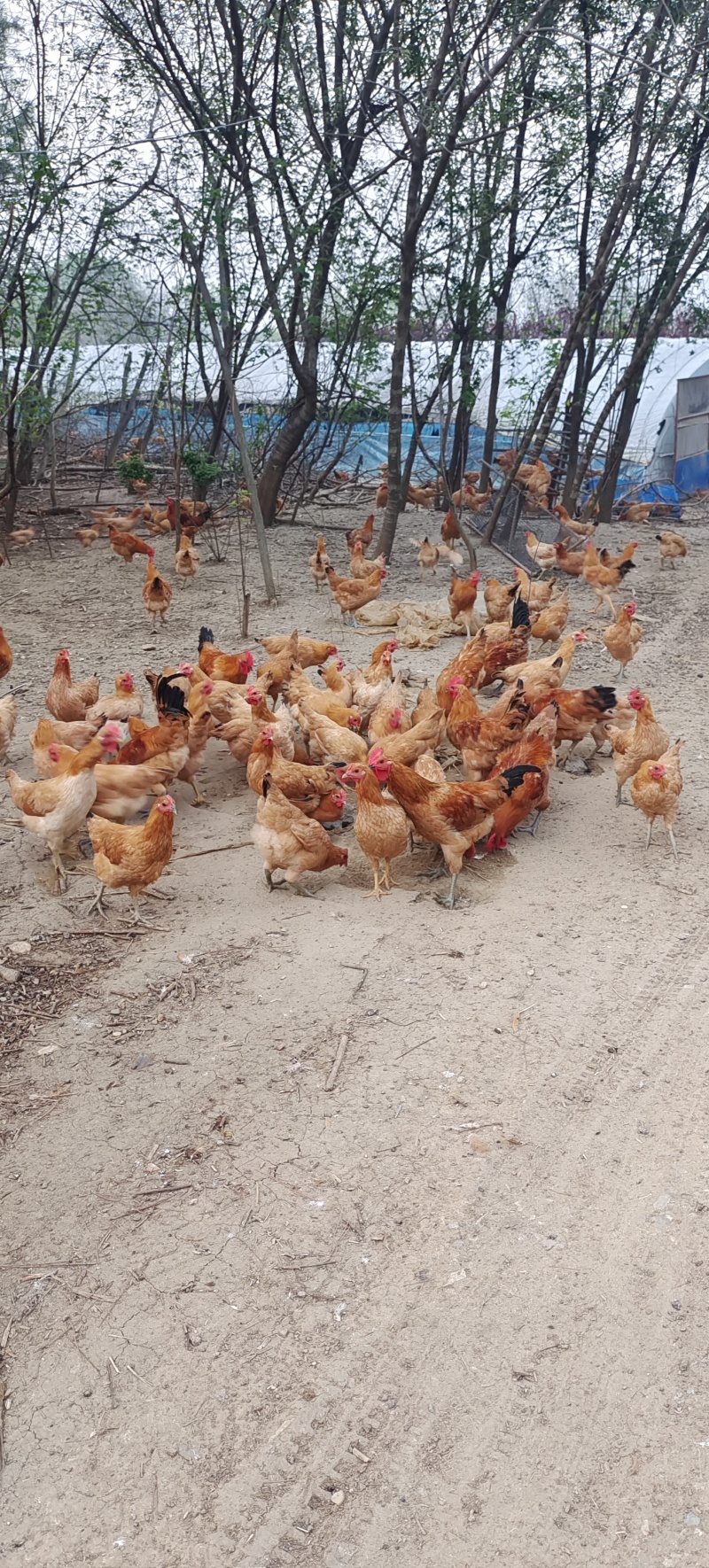 土鸡