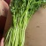 水芹菜