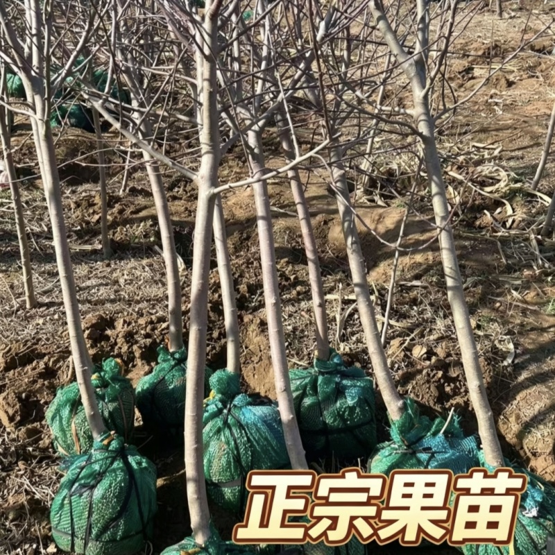 正宗大金星山楂树苗4-6年结果苗河北保定自家种植基地