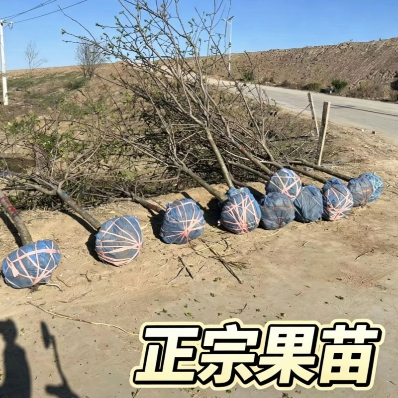 正宗大金星山楂树苗4-6年结果苗河北保定自家种植基地