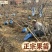 正宗大金星山楂树苗4-6年结果苗河北保定自家种植基地