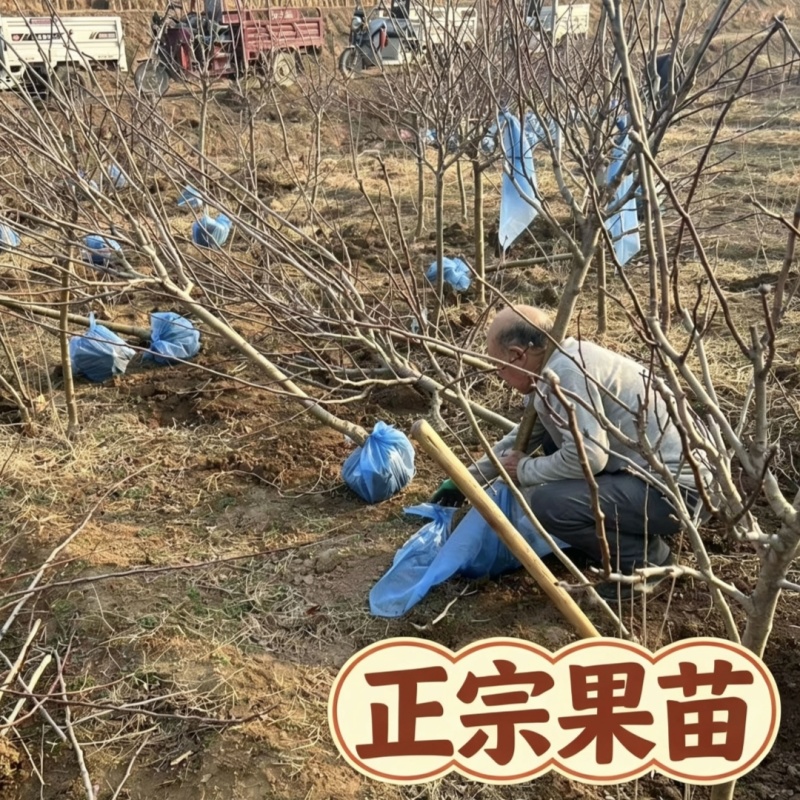 正宗大金星山楂树苗4-6年结果苗河北保定自家种植基地