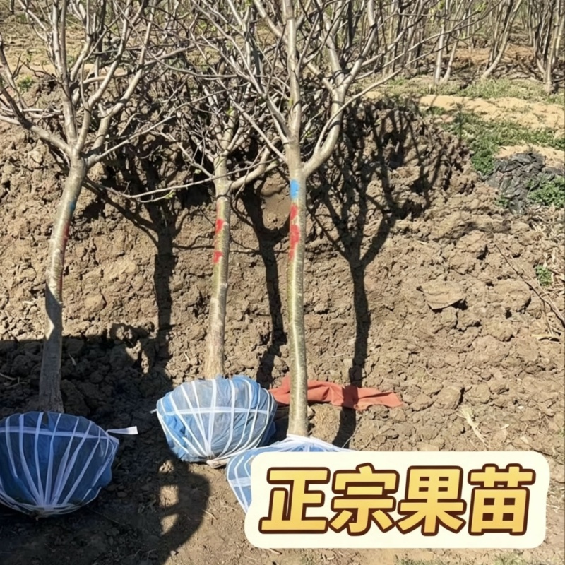 正宗大金星山楂树苗4-6年结果苗河北保定自家种植基地