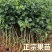 正宗大金星山楂树苗4-6年结果苗河北保定自家种植基地
