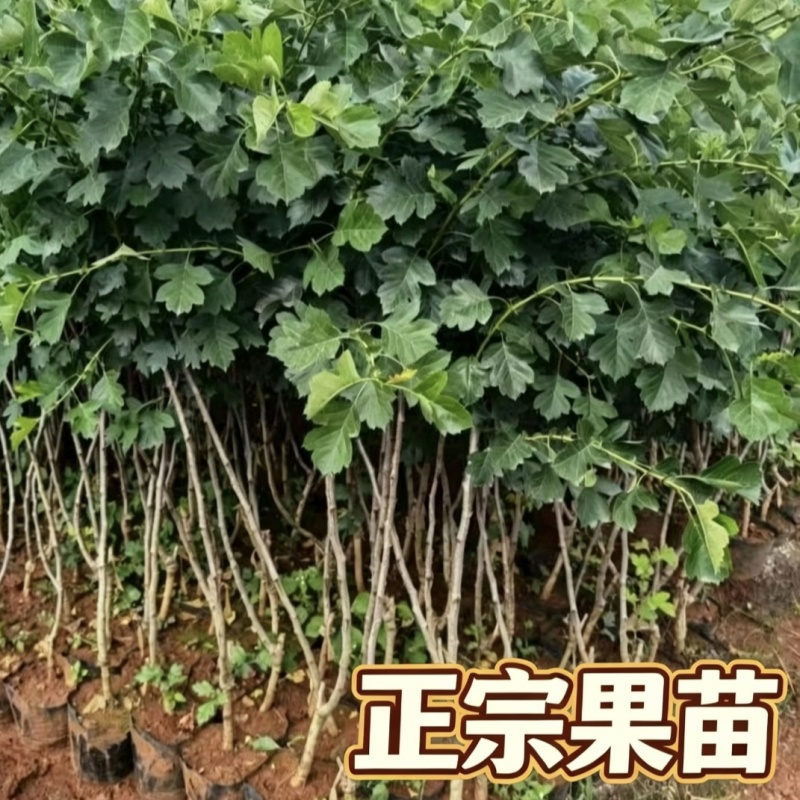 正宗大金星山楂树苗4-6年结果苗河北保定自家种植基地