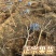 正宗大金星山楂树苗4-6年结果苗河北保定自家种植基地