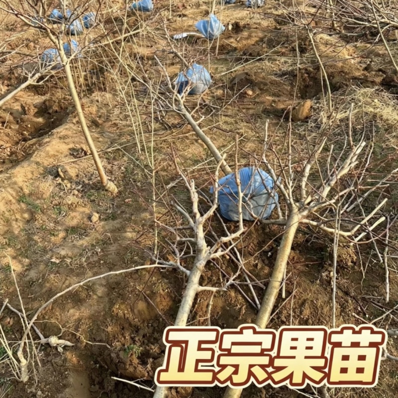 正宗大金星山楂树苗4-6年结果苗河北保定自家种植基地
