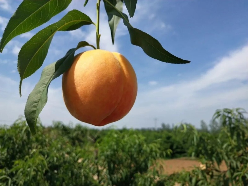 桃子露天黄桃黄金7号口感纯甜电商商超一手货源