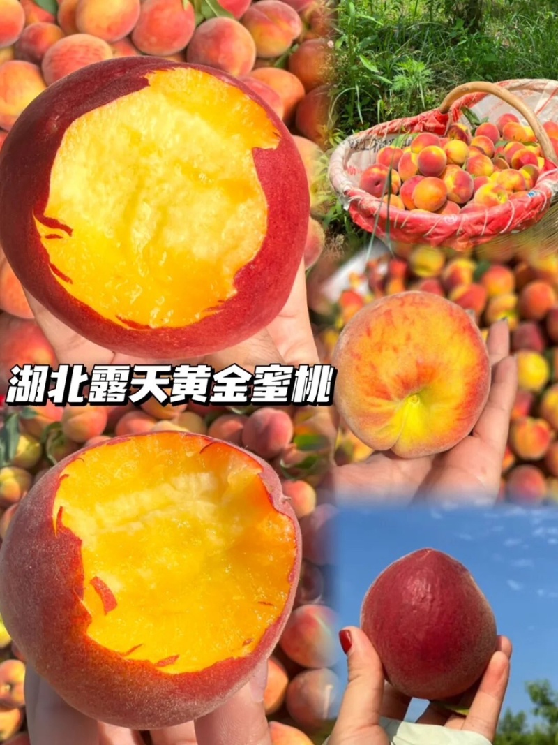 桃子露天黄桃黄金7号口感纯甜电商商超一手货源