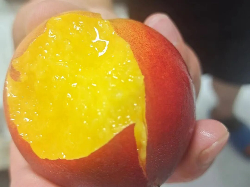 桃子露天黄桃黄金7号口感纯甜电商商超一手货源