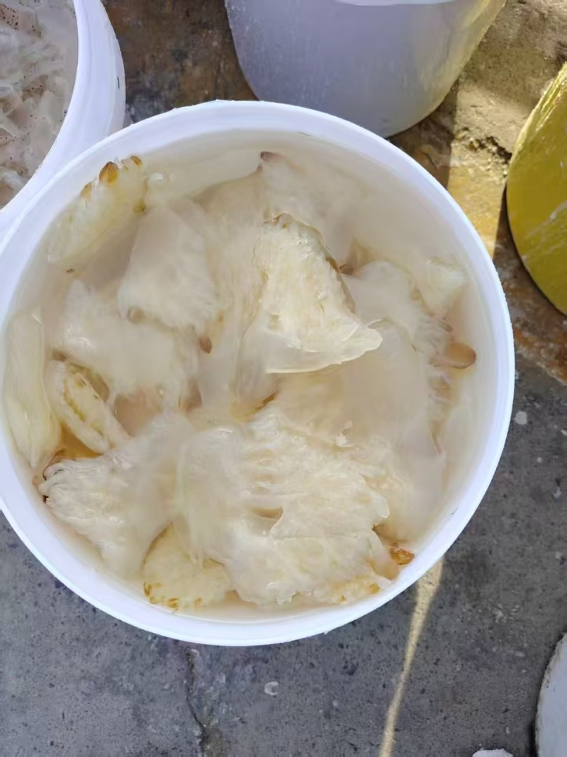 海蜇花海蜇头长花短花都有量大从优货源充足欢迎联