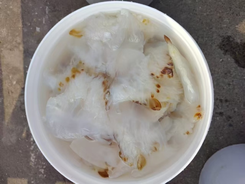 海蜇花海蜇头长花短花都有量大从优货源充足欢迎联