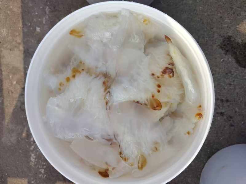 海蜇花海蜇头长花短花都有量大从优货源充足欢迎联