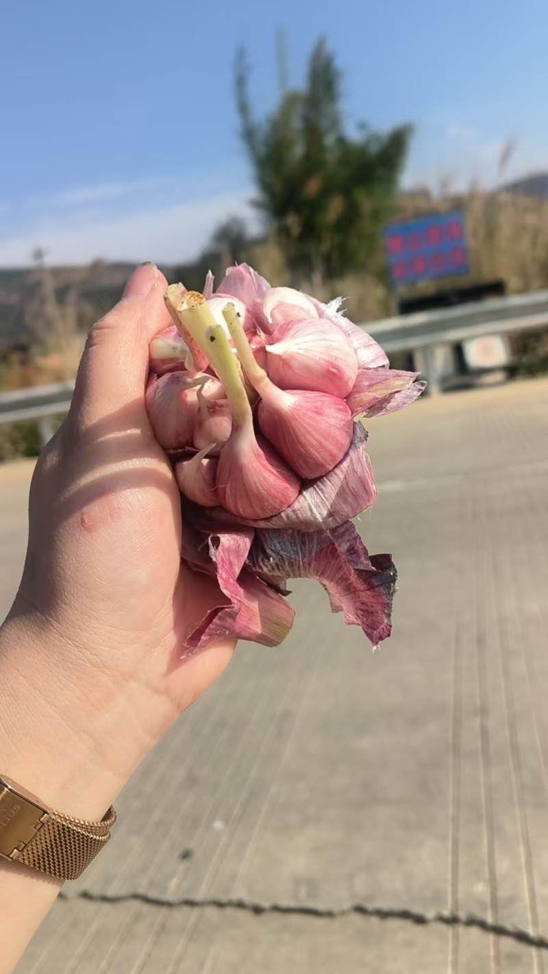 精品紫皮把子蒜，鲜蒜紫皮大蒜五零以上个头大刚出土