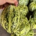 河南甜瓜，花美人甜瓜，花蕾甜瓜，口感脆甜！