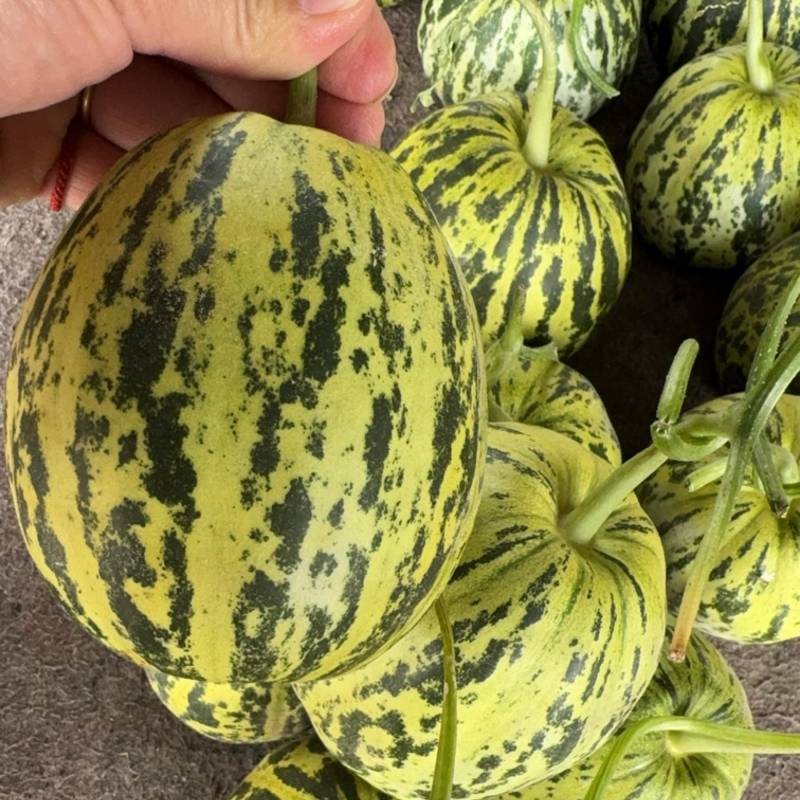 河南甜瓜，花美人甜瓜，花蕾甜瓜，口感脆甜！