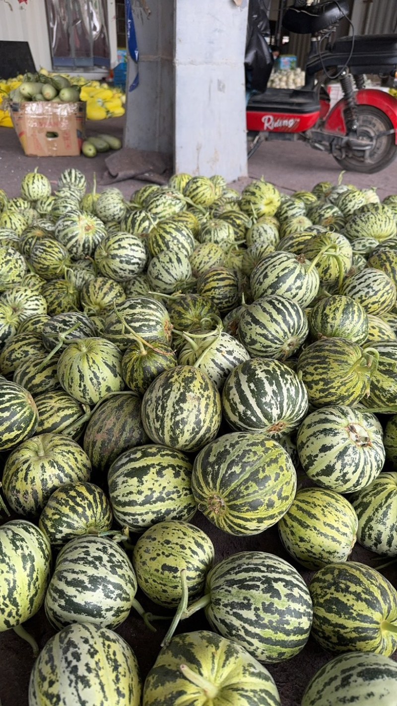 河南甜瓜，花美人甜瓜，花蕾甜瓜，口感脆甜！