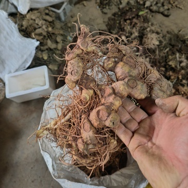 黄精，多花黄精，野生黄精