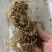黄精，多花黄精，野生黄精