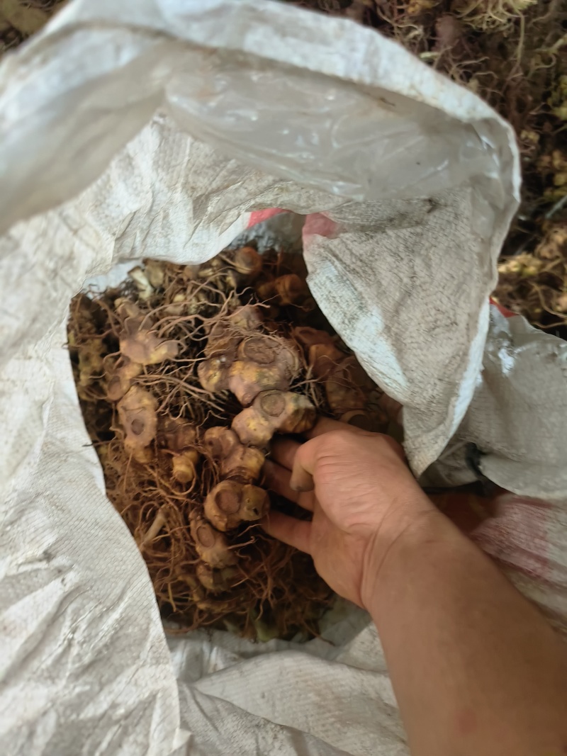 黄精，多花黄精，野生黄精