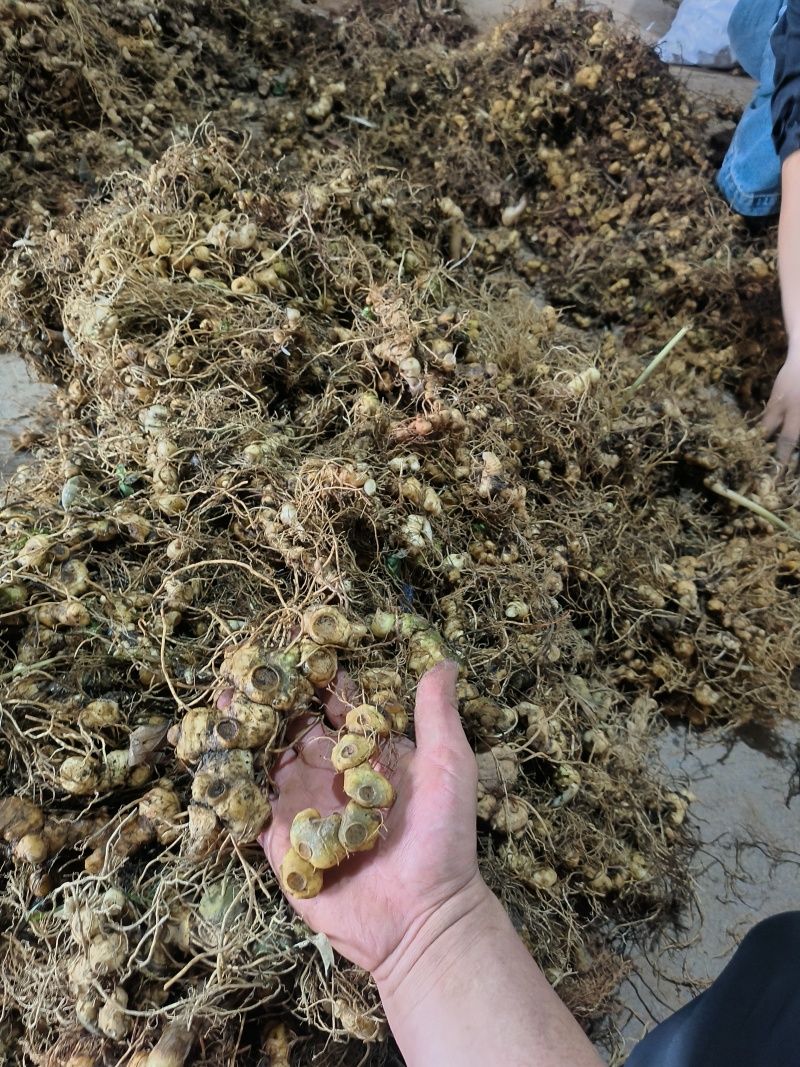 黄精，多花黄精，野生黄精