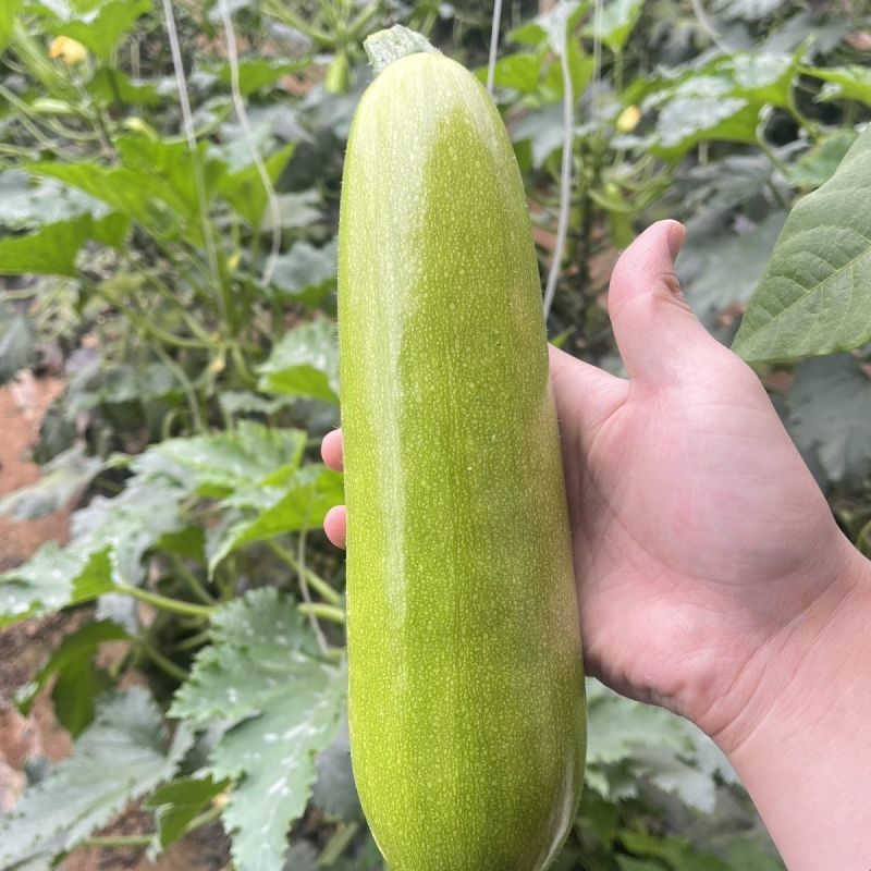 山东鲜嫩西葫芦角瓜产地直供批发量大价优电商商超食堂**