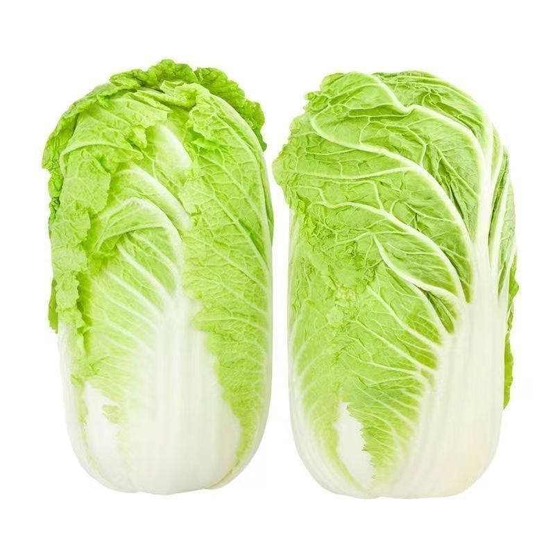 山东黄心白菜新鲜现采产地直供批发物流直达量大价优食堂工