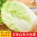 山东黄心白菜新鲜现采产地直供批发物流直达量大价优食堂工