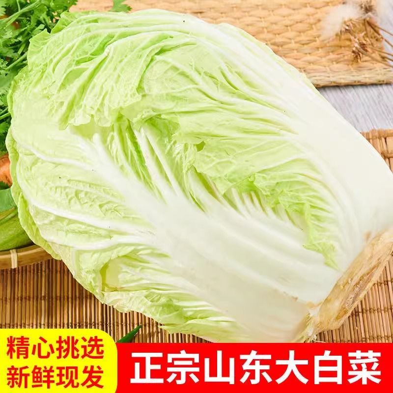山东黄心白菜新鲜现采产地直供批发物流直达量大价优食堂工